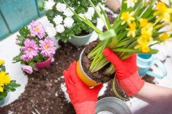 Hands working in the garden