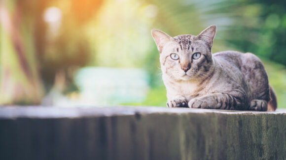 Cat on the house wall looking at camera