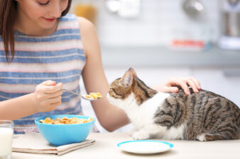 brunette woman feeding a cat cereal from a bowl