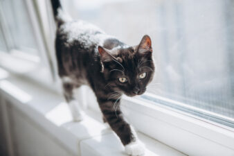 Black and white cat walking on windowsill