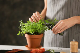 Woman cutting fresh oregano at table