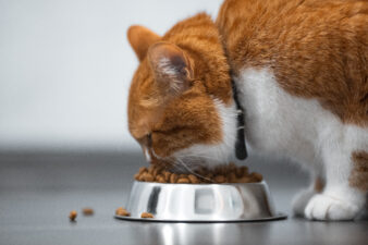 orange cat eating food out of a silver bowl