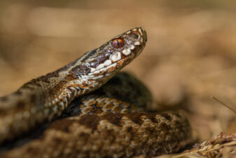 European viper Vipera berus in Czech Repblic