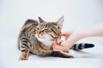 hand petting purring cat