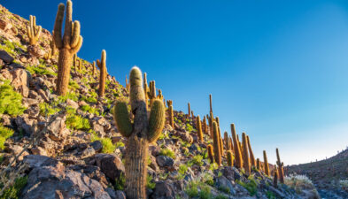 Los Flamencos National Reserve Guatin canyon with many huge cactus