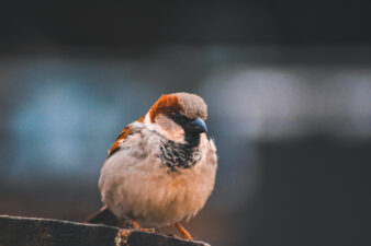 Male house sparrow standing on wooden table in New Zealand