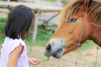 Close up of girl feeding a horse