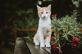 Cat sitting outside on garden wall