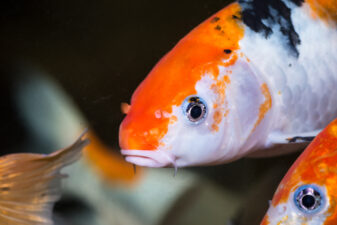 Koi fishes in an aquarium