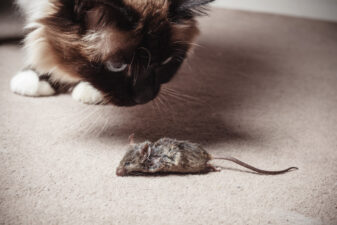 Cat looking at dead mouse