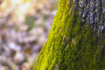 green mossy tree trunk