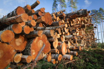 Pile of logs