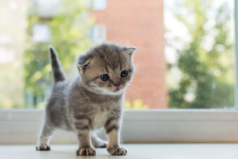 Beautiful little tabby kitten on window sill