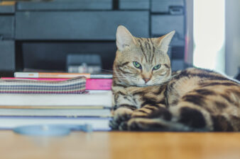 Cute American shorthair cat