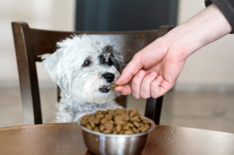 hand feeding a white dog his food