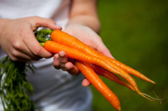 A bunch of beautiful fresh carrots, held by a woman