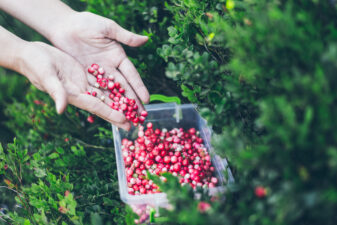 Woman picking lingonberries