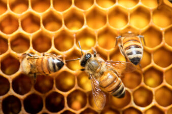 bees on a honeycomb