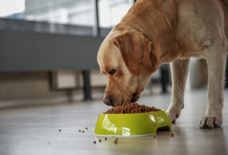 golden retriever eating out of dog food