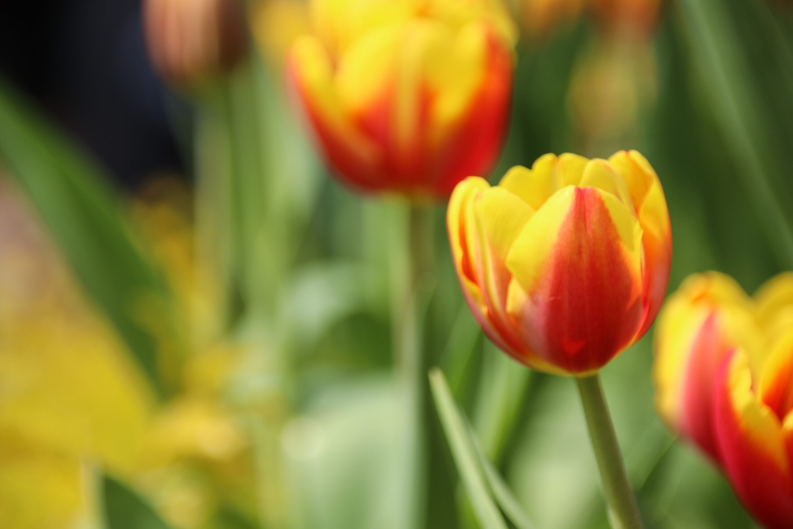 Yellow and orange tulip