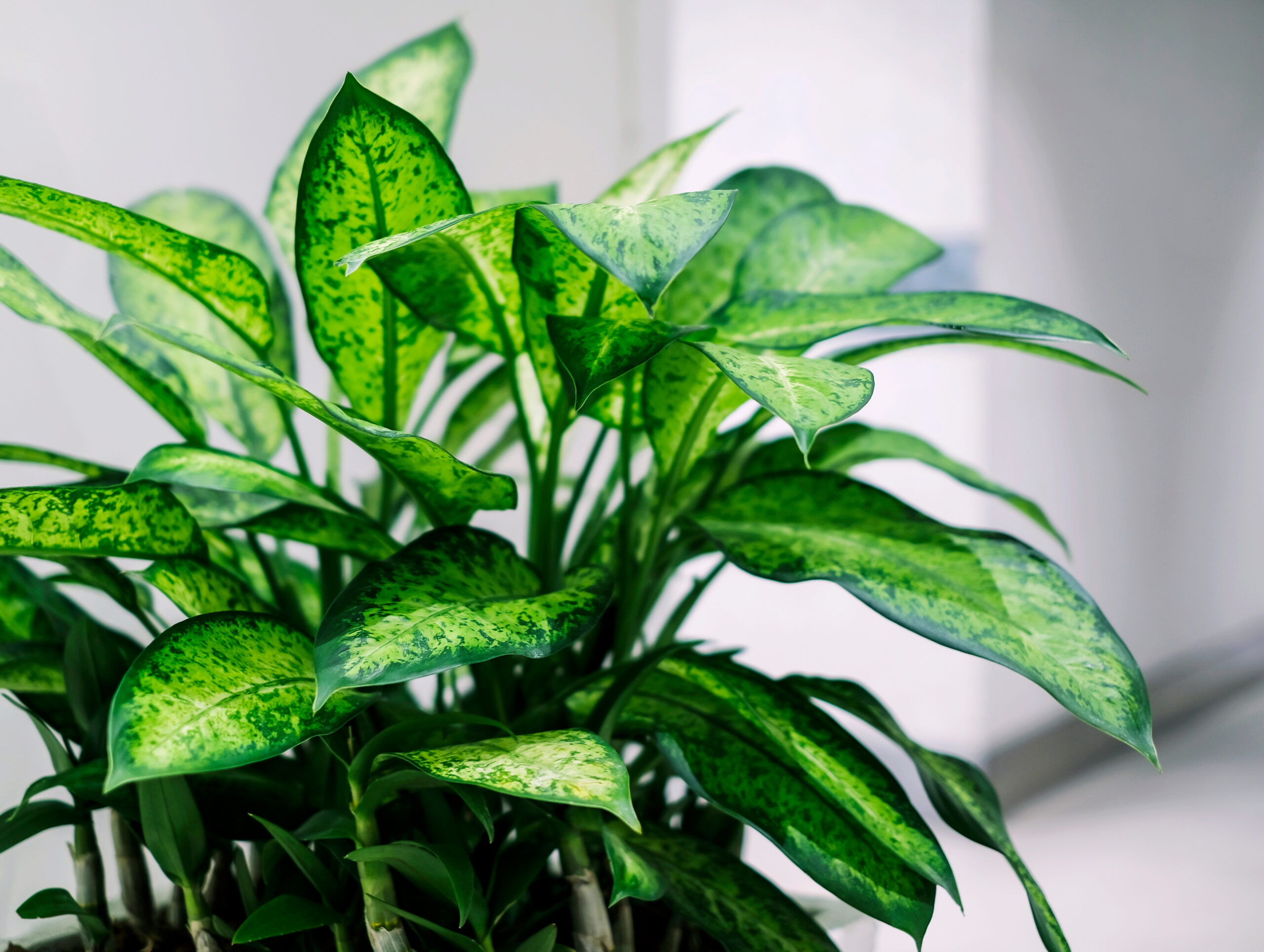 Dumb cane plant in office building