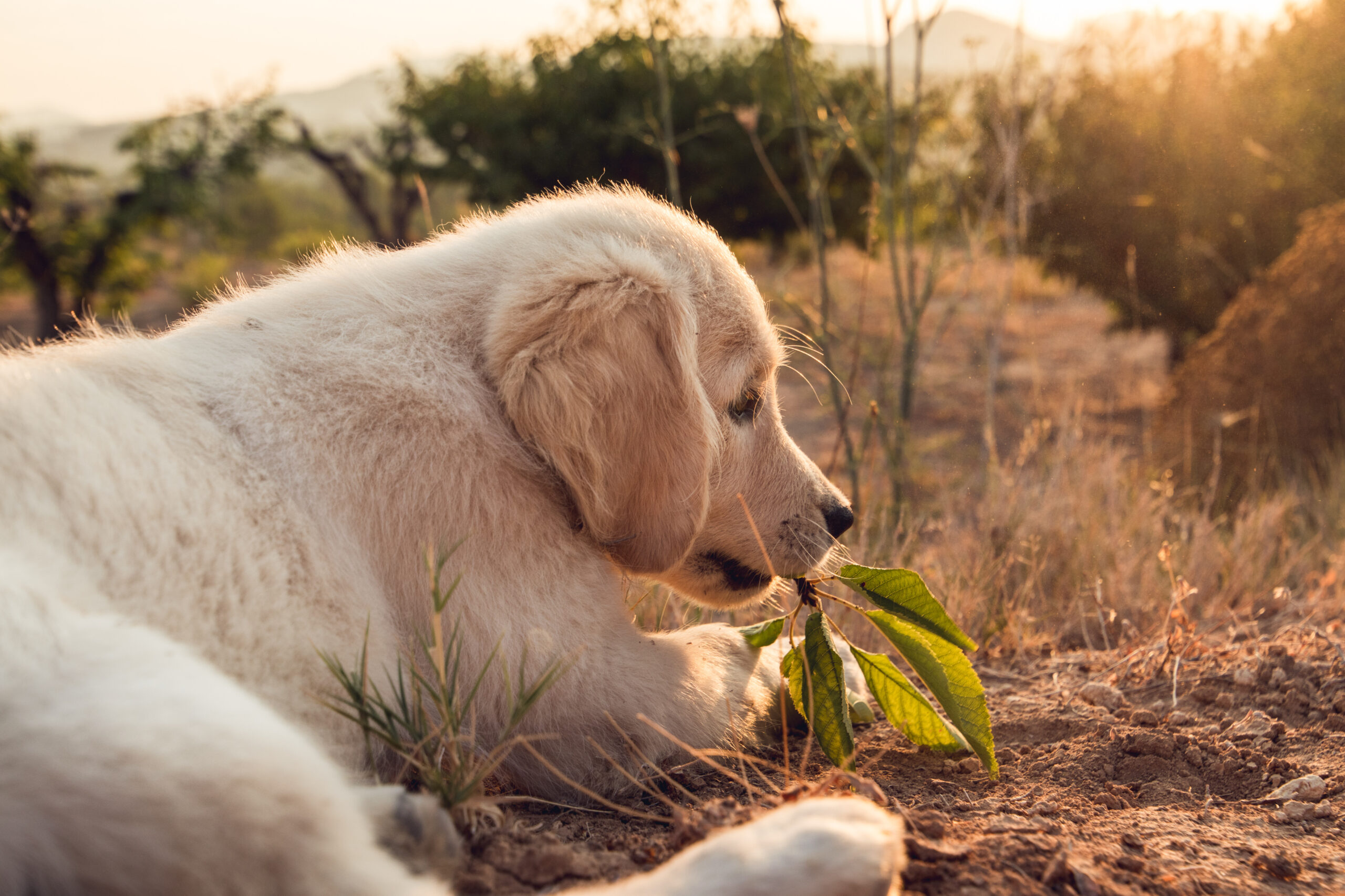 Portrait of a puppy dog in the countryside