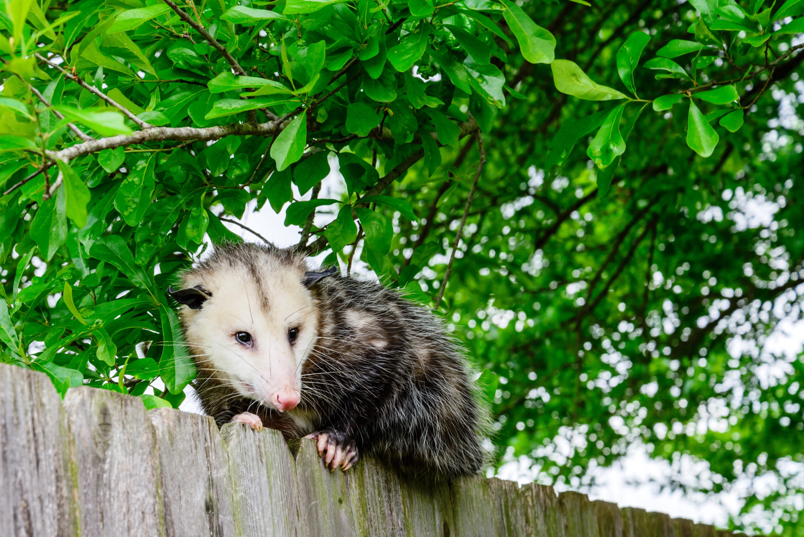 Grey and white opossum on a fence