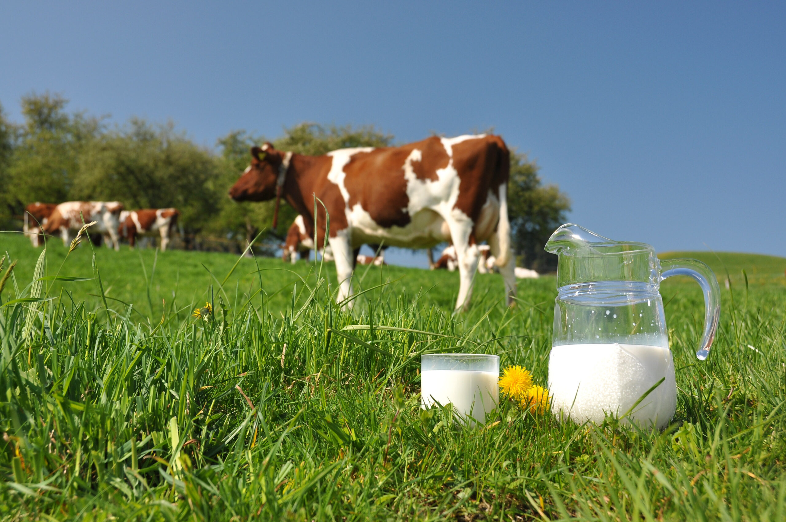 Jug of milk and glass of milk in grass with cows in background