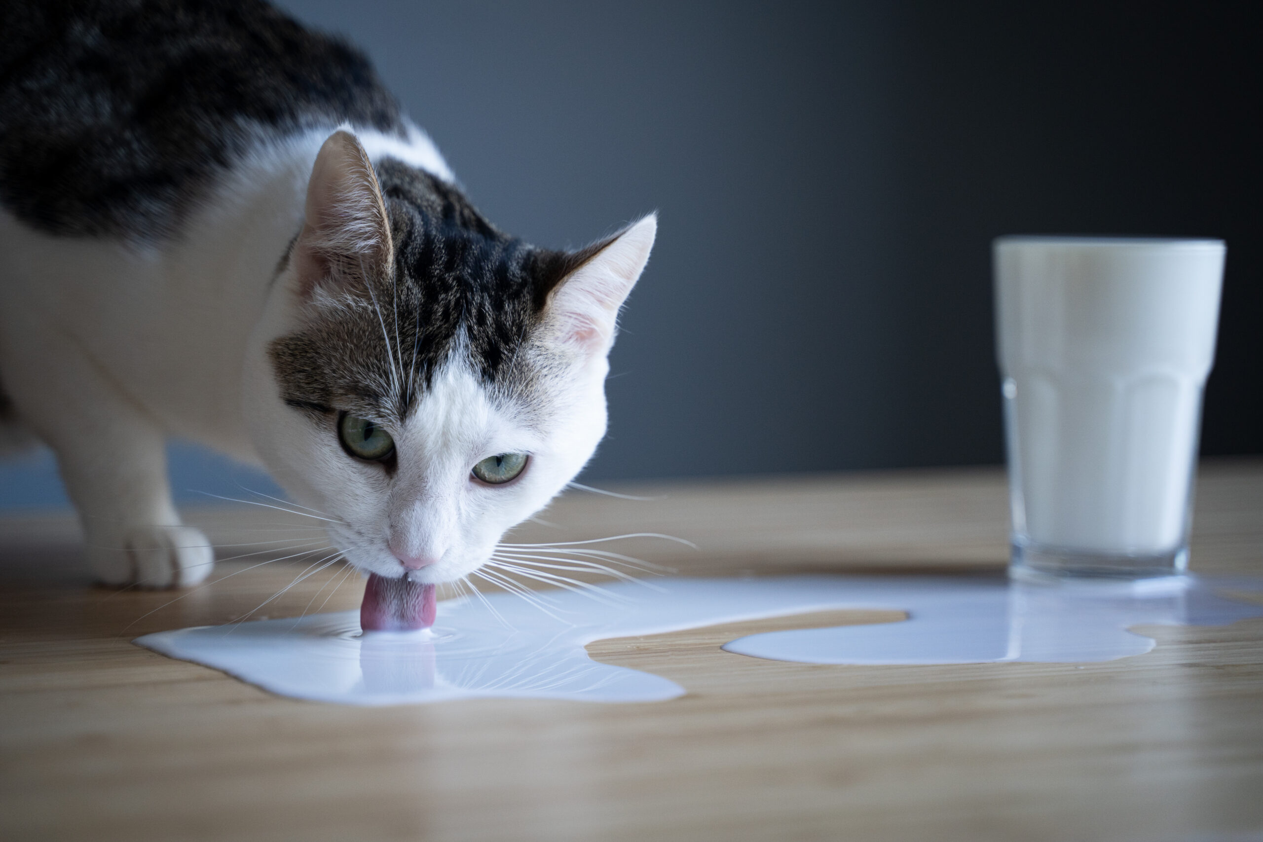 cat licking milk spilled on a table from a glass