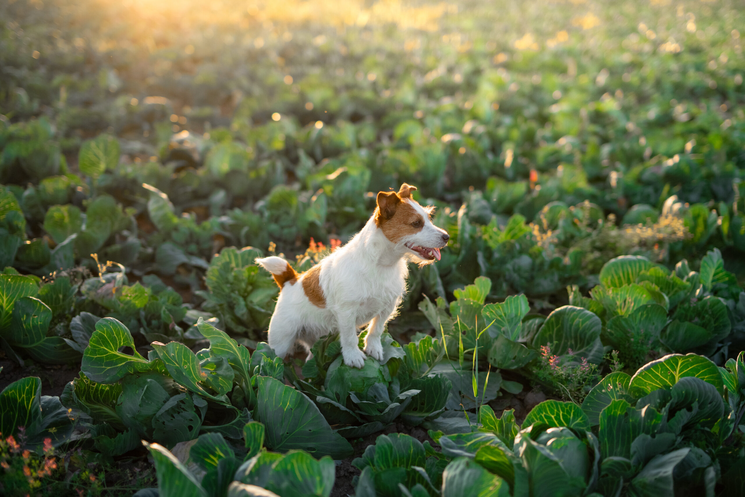 Russell terrier in field of cabbage