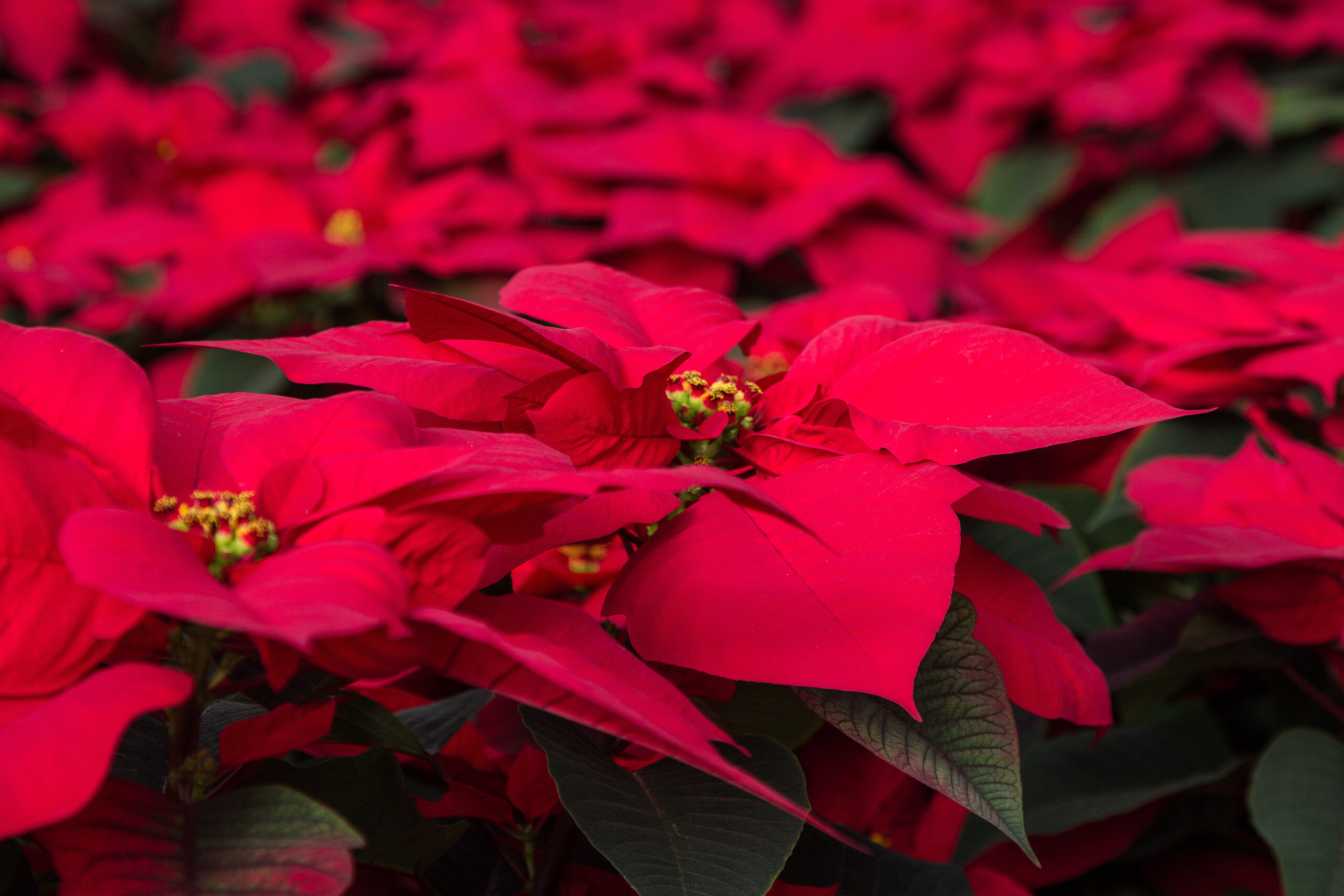 Sea of red Poinsettias with some green folliage