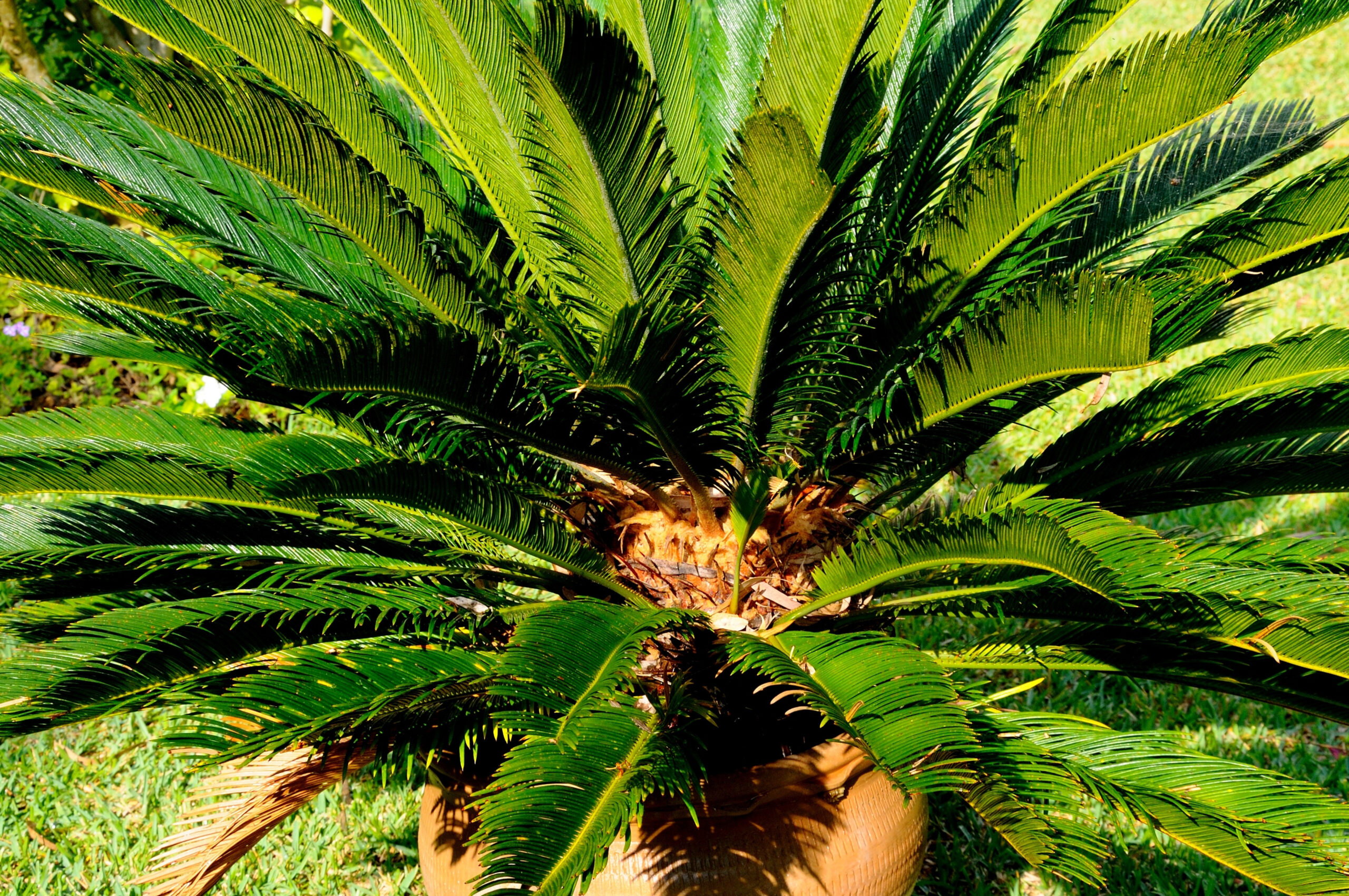 Japanese Sago Palm Cycas , Costa del Sol, Andalucia, Spain, Western Europe