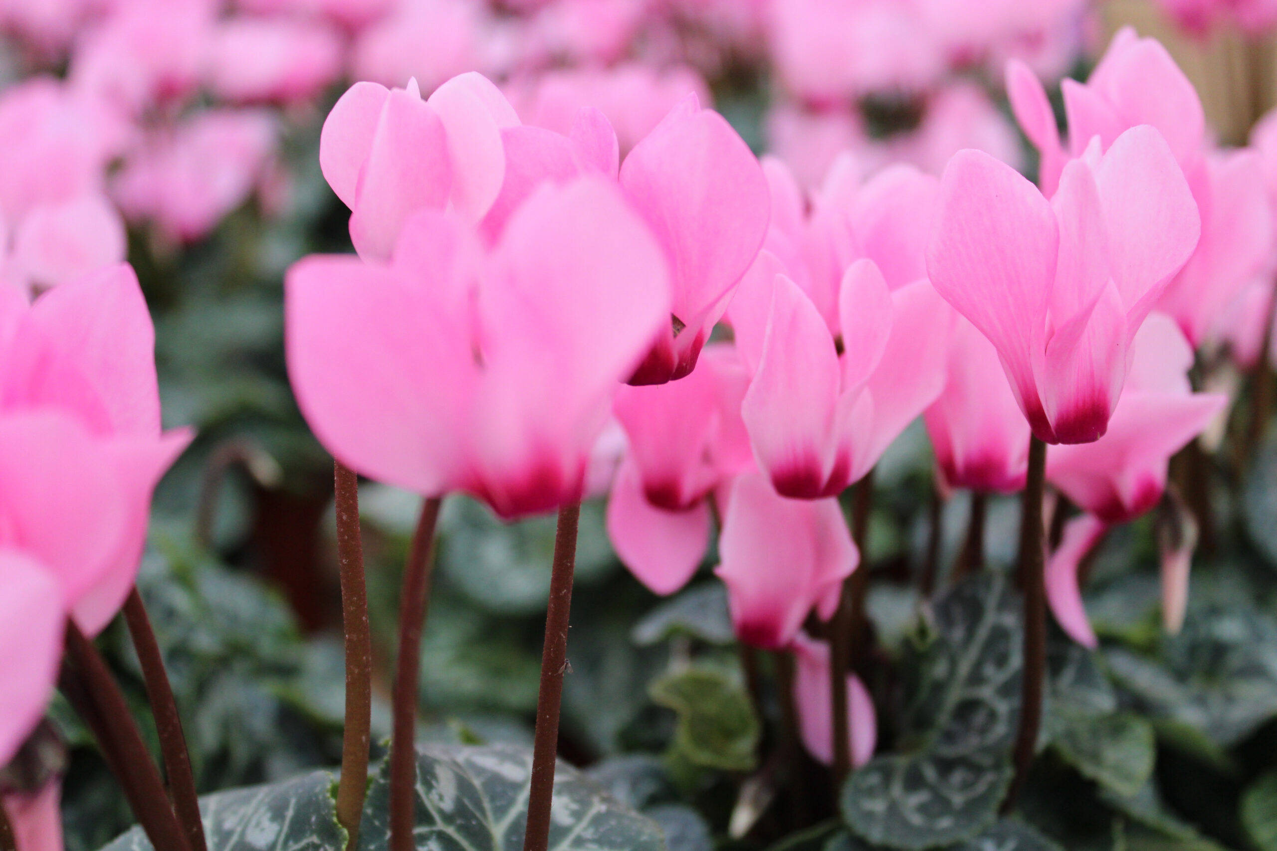 Pink cyclamen in field