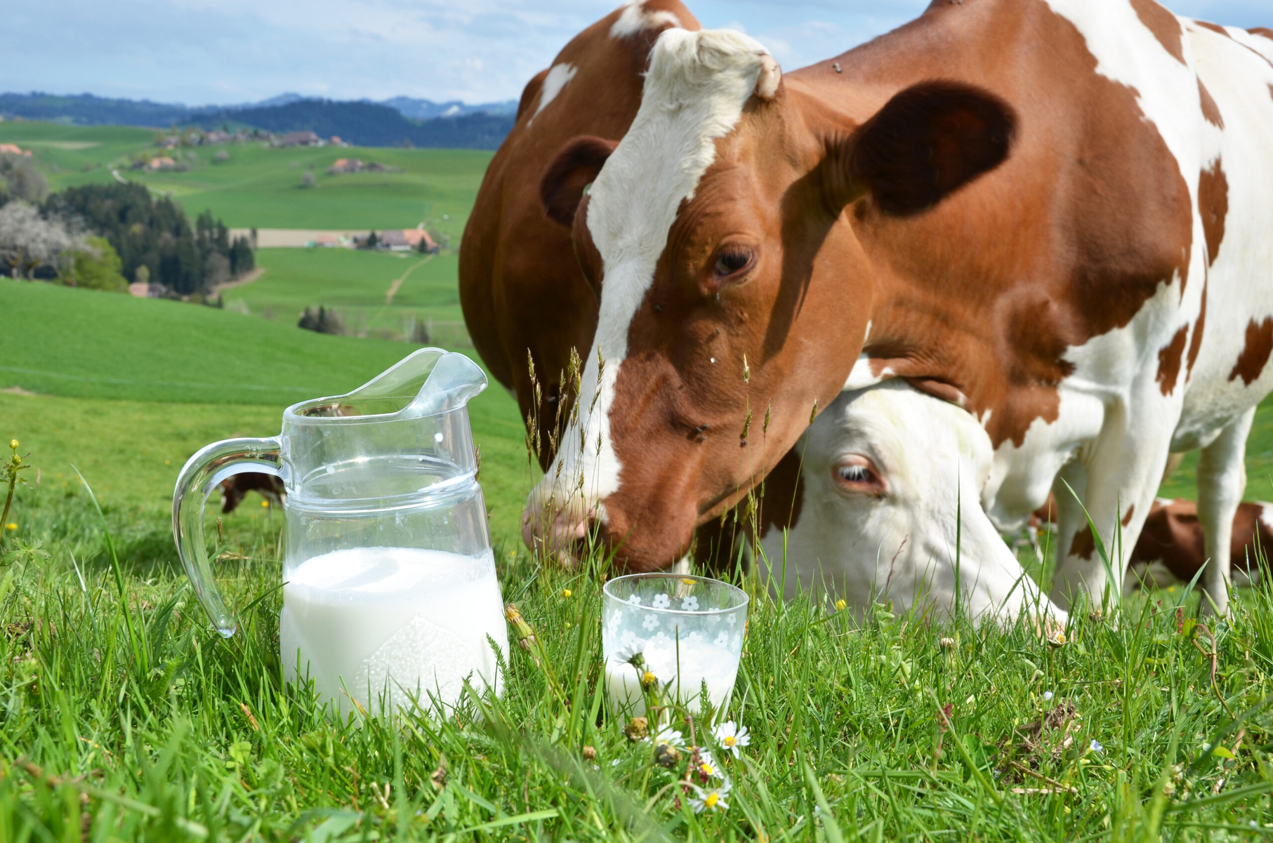 Brown and white grows in grassy field with glass of milk