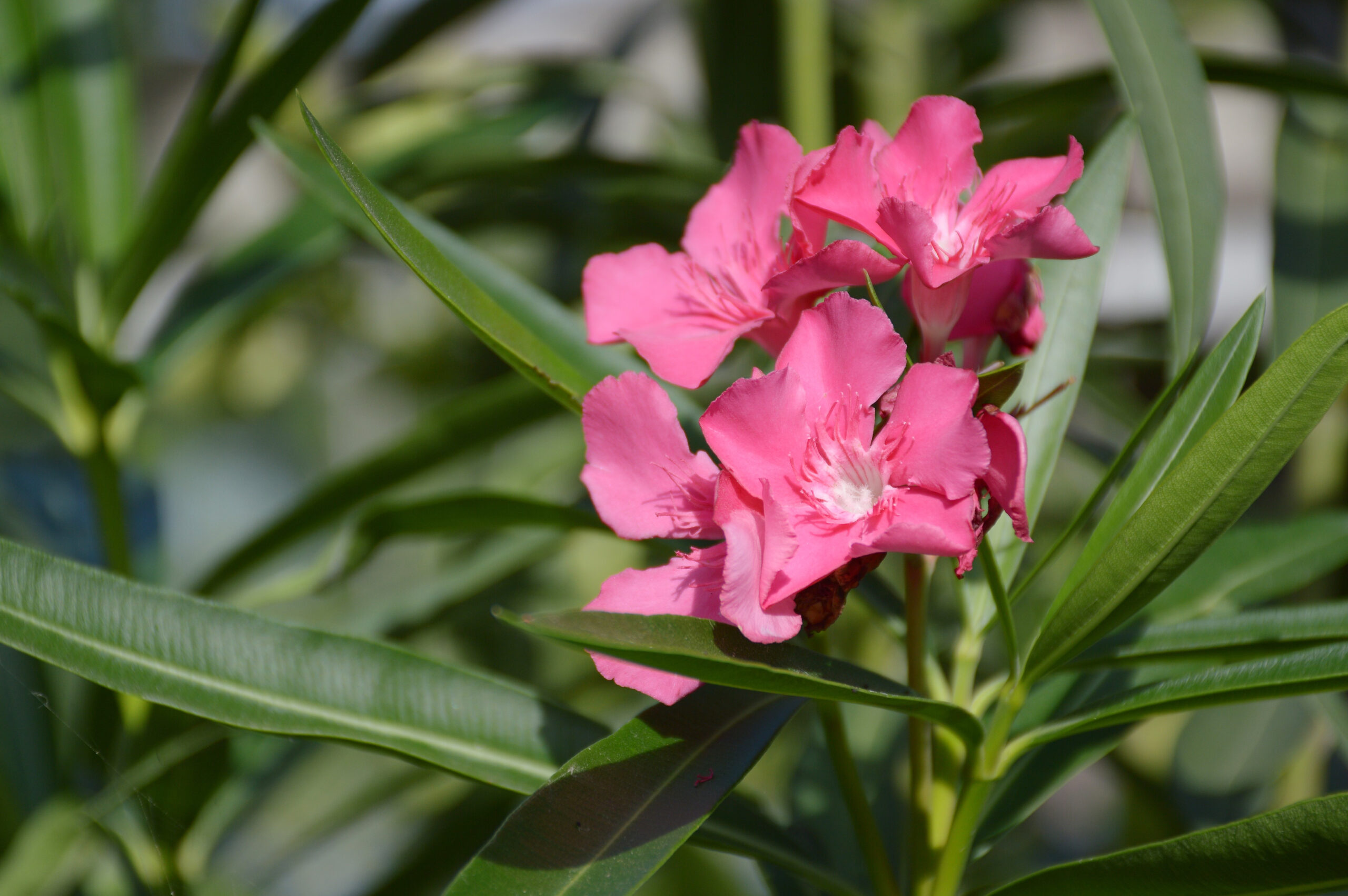 pink oleander in green bush