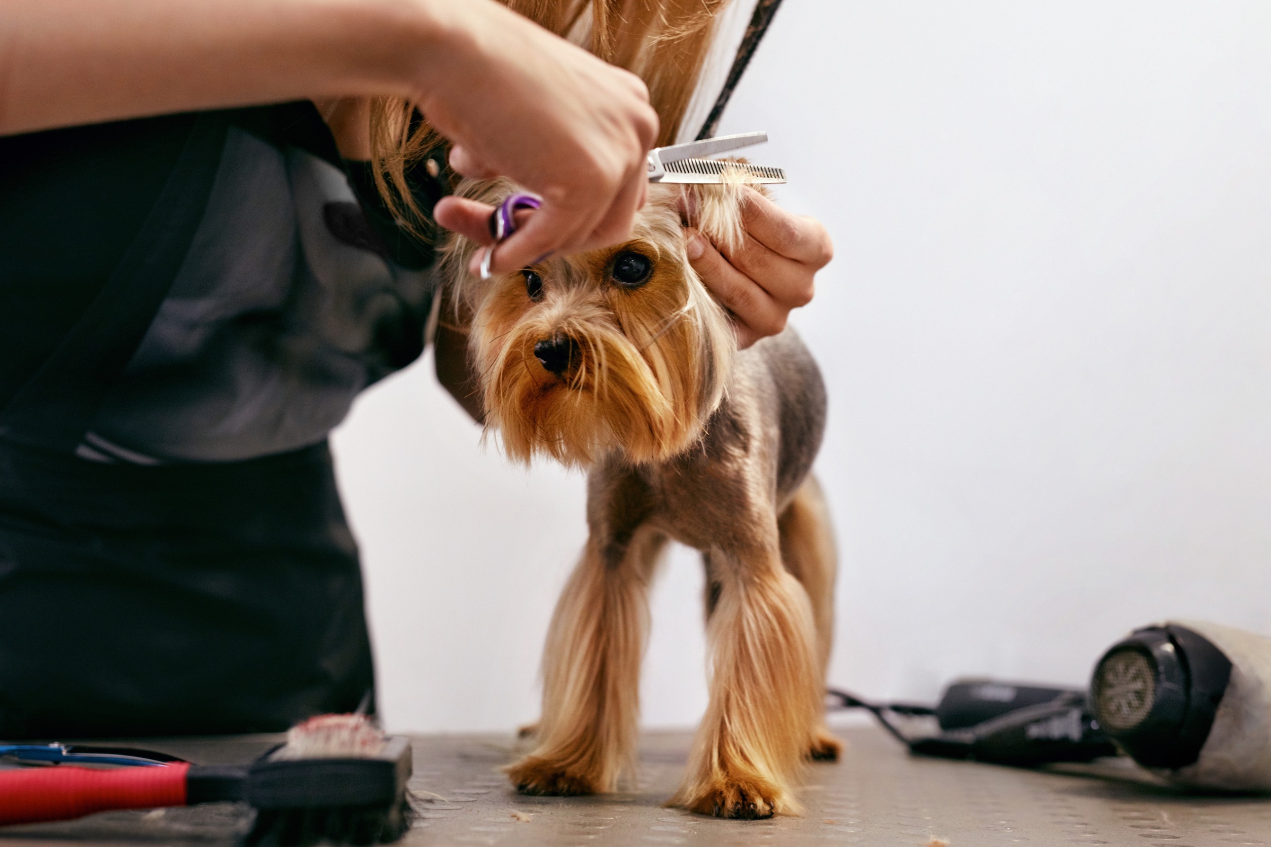 Pet Grooming and Supplies