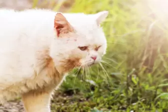 White cat walking around outside in sunlight