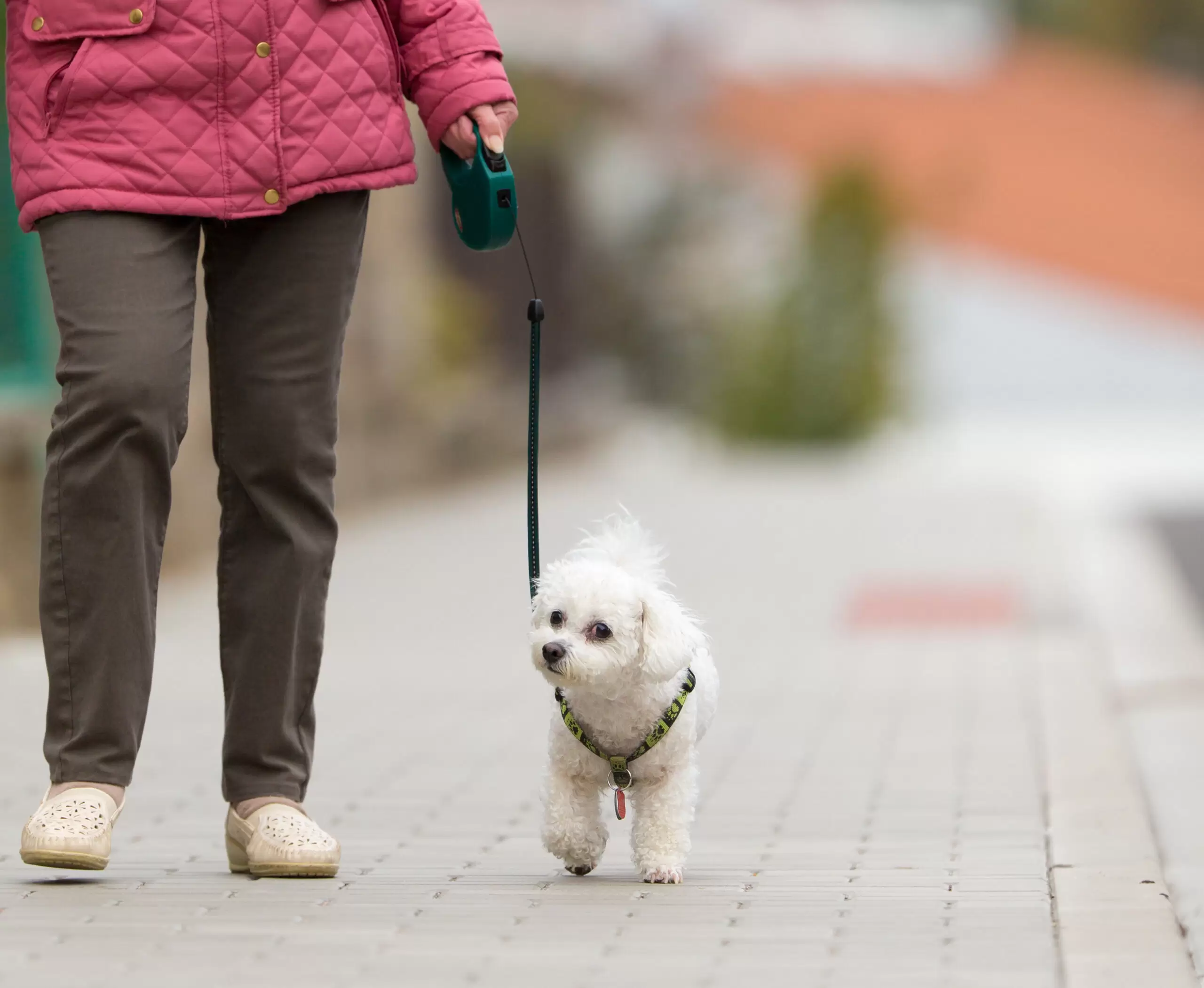 Senior woman walking little white dog