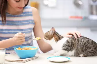 brunette woman feeding a cat cereal from a bowl