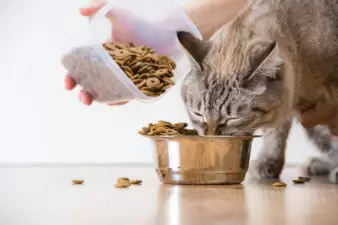 hand pouring cat food into a cat's food bowl