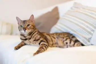 Young bengal cat lying on couch