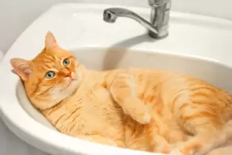 Orange cat laying in sink