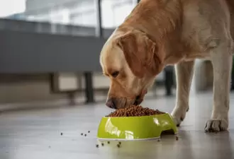 golden retriever dog eating food out of a green bowl