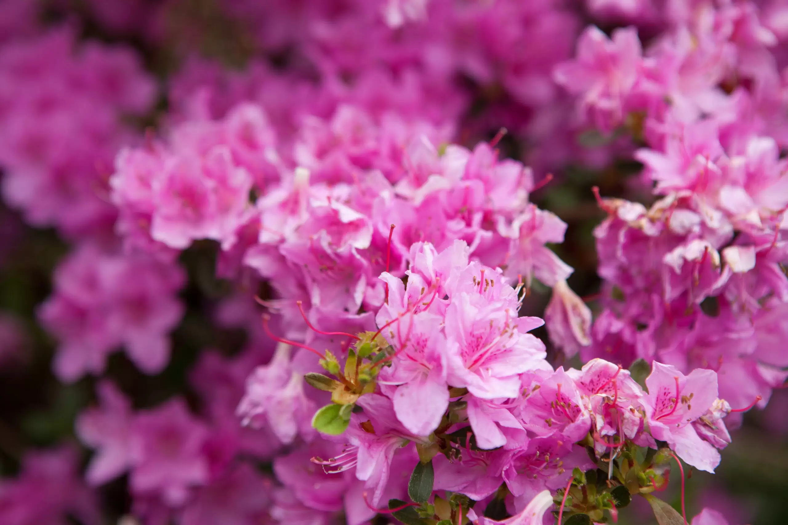 bright flowers on the bush