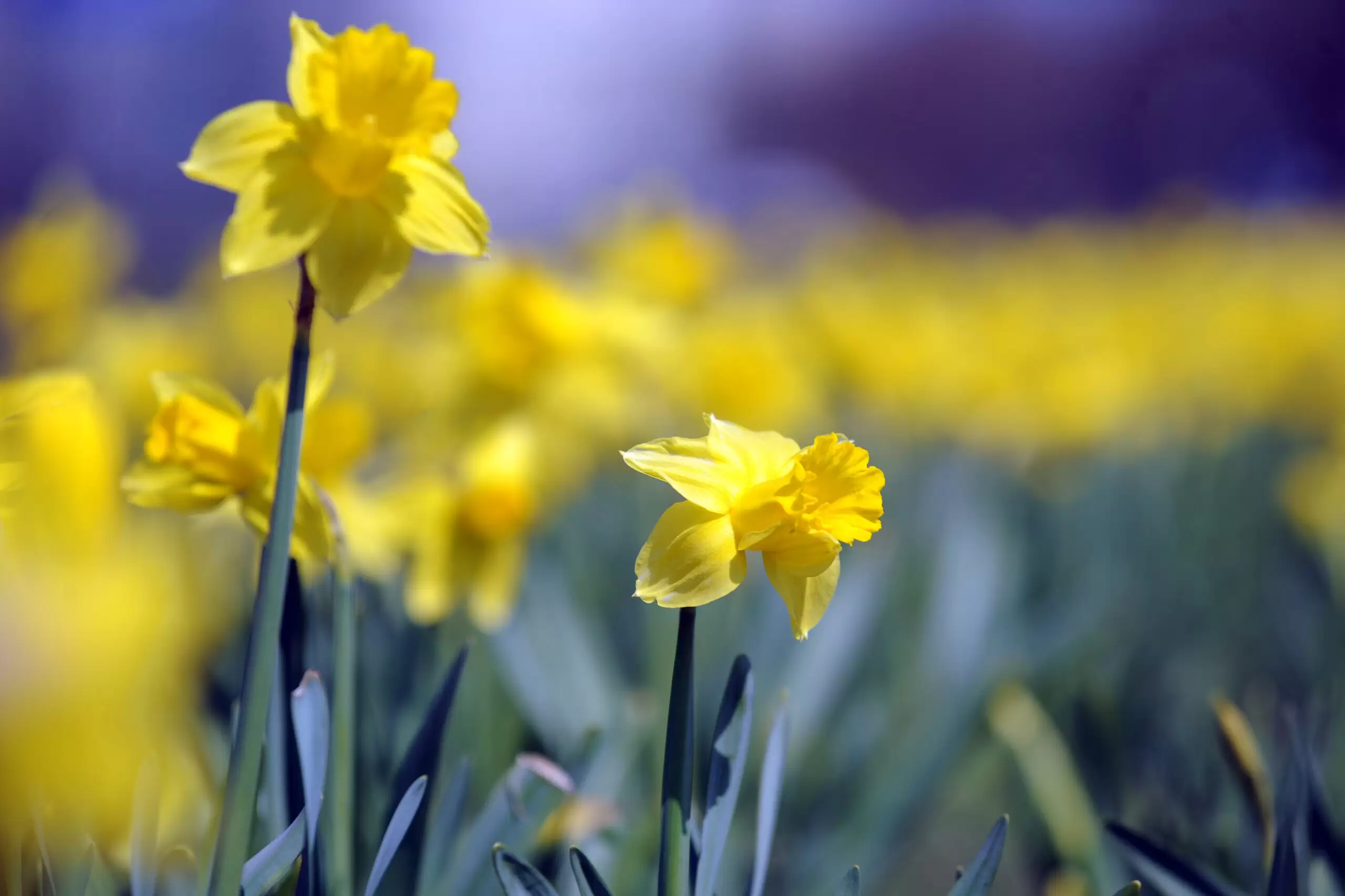 Daffodil