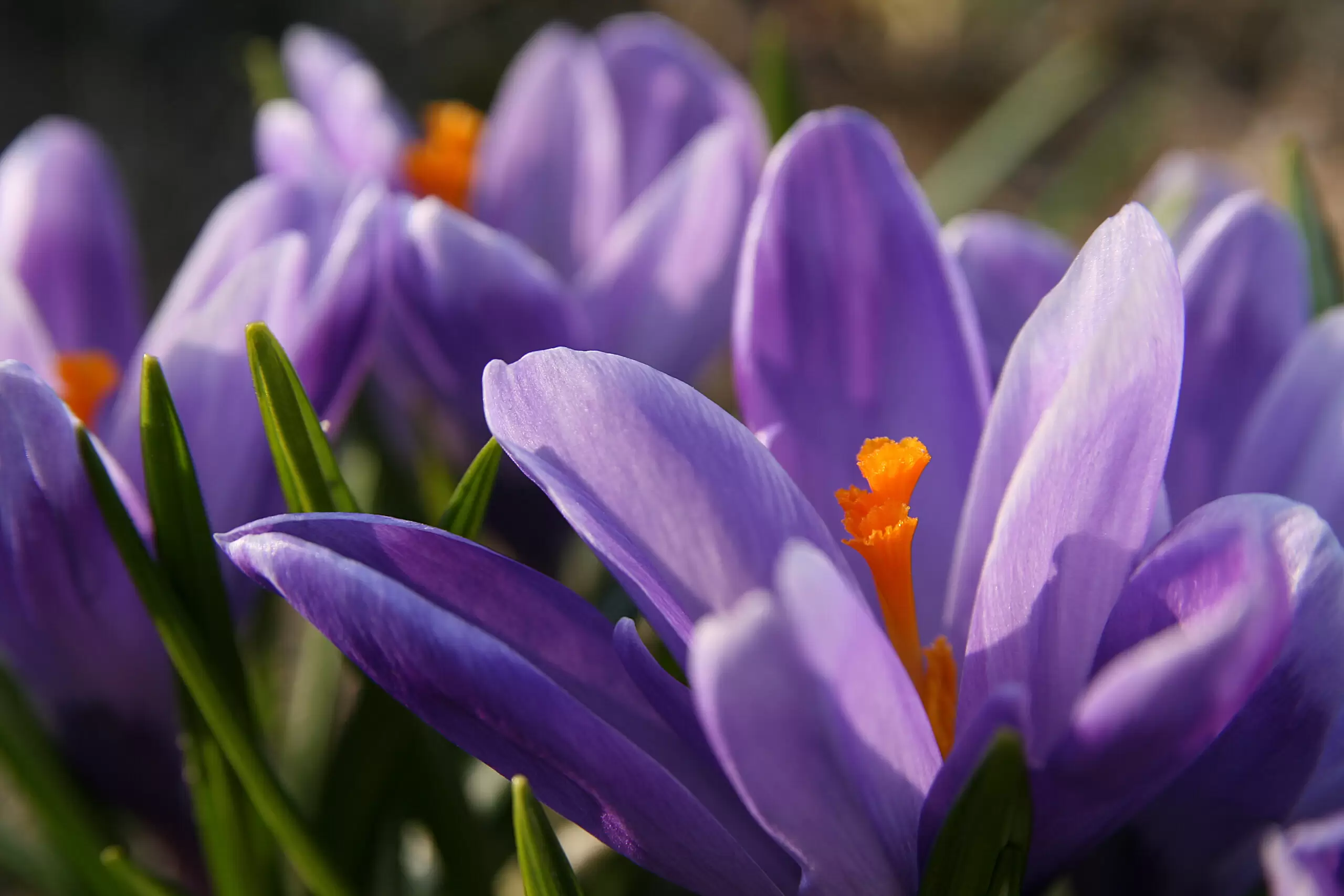 Crocus flowers