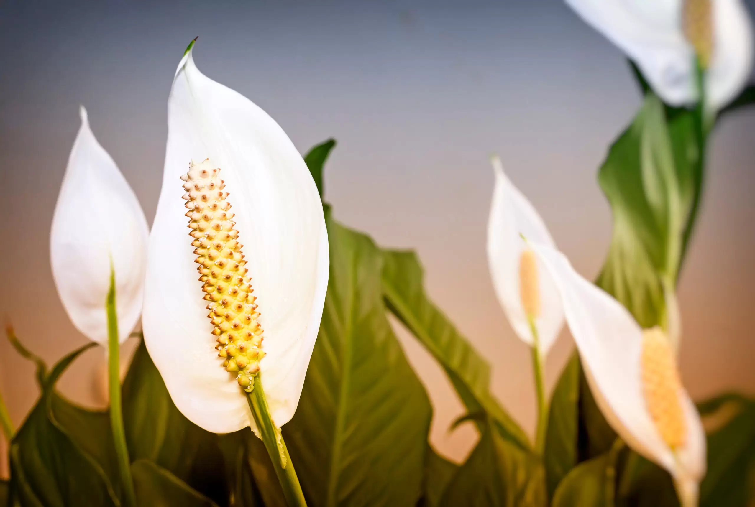 Blooming white flowers spathiphyllum