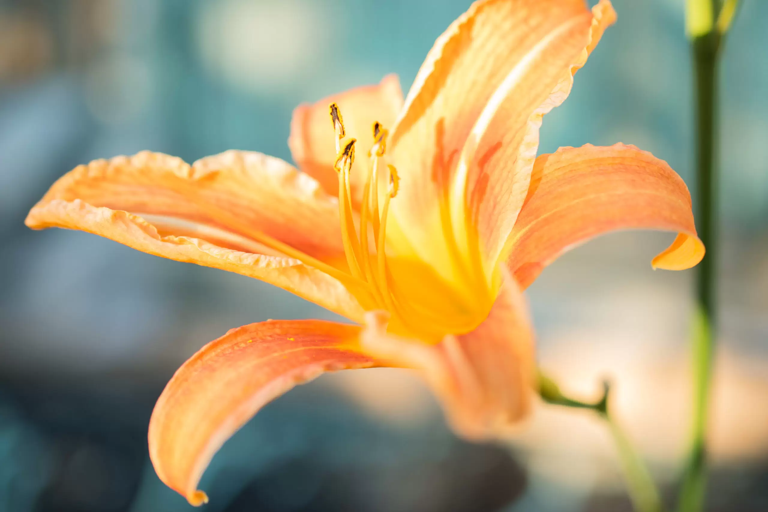 Lovely orange lilies